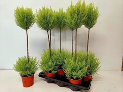 Cupressus Goldcrest Shapes 14Ø 70cm