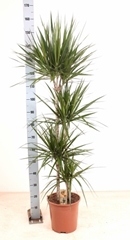 Dracaena 27Ø 165cm
