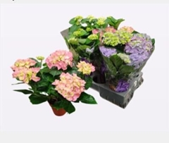 Hydrangea Mix 14Ø 40cm 6bl