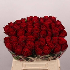 Rosa Madam Red 40cm