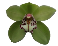 Cymbidium Mrs. Robin Hood 60cm
