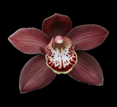 Cymbidium Ebony 60cm
