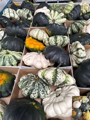 Cucurbita Pepo Patisson Mix