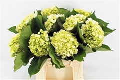 Hydrangea Lima 45cm 18cm Hd