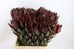 Leucadendron Safari Sunset 70cm