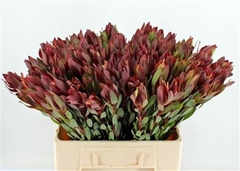 Leucadendron Safari Sunset 60cm