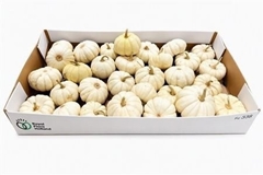 Cucurbita Pepo Baby Boo