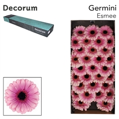 Gerbera Mini Black Center Esmee 45cm 7cm Hd