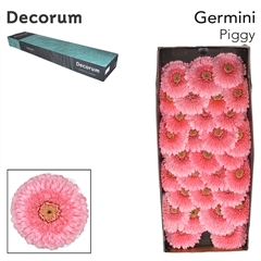 Gerbera Mini Sphere Piggy 45cm 7cm Hd