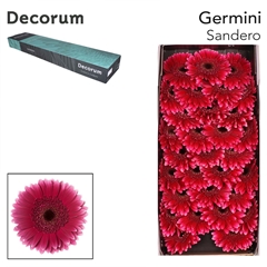 Gerbera Mini Black Center Sandero 45cm 8cm Hd