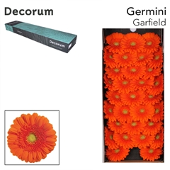 Gerbera Mini Green Center Garfield 45cm 7cm Hd