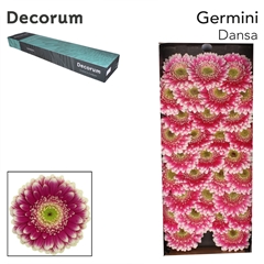 Gerbera Mini Green Center Dansa 45cm 7cm Hd
