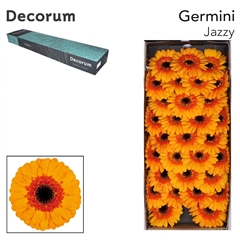 Gerbera Mini Black Center Jazzy 45cm 7cm Hd