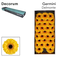 Gerbera Mini Black Center Delmonte 45cm 7cm Hd