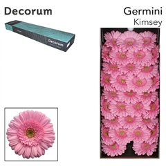 Gerbera Mini Green Center Kimsey 45cm 7cm Hd