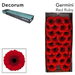 Gerbera Mini Black Center Red Ruby 45cm 7cm Hd