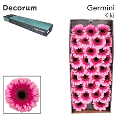Gerbera Mini Black Center Kiki 45cm 7cm Hd
