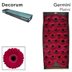 Gerbera Mini Black Center Platini+ 45cm 7cm Hd