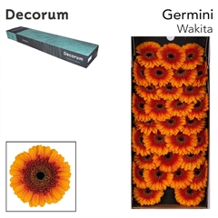 Gerbera Mini Black Center Wakita 45cm 7cm Hd