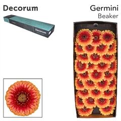 Gerbera Mini Sphere Pomponi Beaker 45cm 7cm Hd