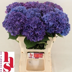 Hydrangea Rodeo Purple 60cm 17-19cm Hd