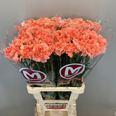 Dianthus Single Enjoy 65cm
