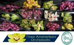 Cymbidium Mix 50cm
