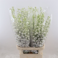 Delphinium Double Dewi Rocket 90cm