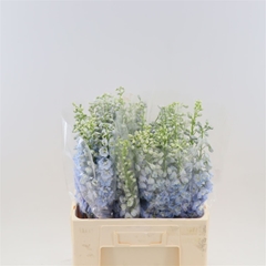 Delphinium Double Aurora Blue 60cm
