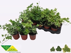 Hedera Helix Mix 3 Pieces 9Ø 15cm