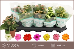Kalanchoe Double Mix 10Ø 22cm