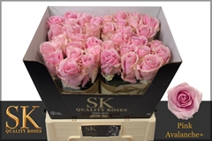 Rosa Pink Avalanche+ 60cm