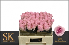 Rosa Pink Avalanche+ 50cm