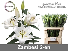 Lily Oriental Zambesi 80cm 2+