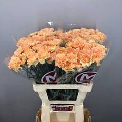 Dianthus Single Mandarin 60cm