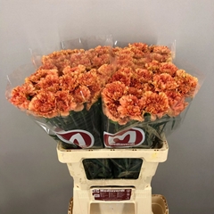 Dianthus Single Dafne 60cm