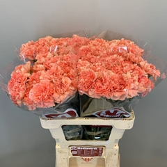 Dianthus Single Enjoy 60cm