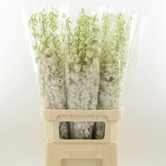 Delphinium Double Dev Snow White 100cm
