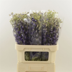 Delphinium Single Deldonna Purple 70cm