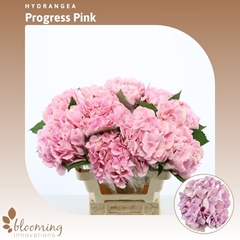 Hydrangea HydraBloom Pink Progress 60cm 16cm Hd
