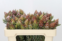 Leucadendron Rubrum 50cm