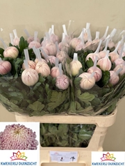 Chrysanth Single Vienna Pink 80cm 130gr.