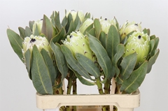 Protea Magnifica Polar Princess 60cm