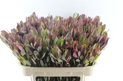 Leucadendron Senorita 70cm Spray