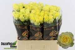 Rosa Minion Rose 60cm
