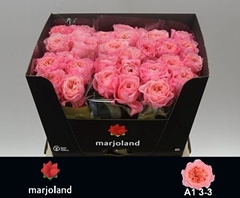 Rosa Mayfield! 60cm