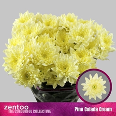 Chrysanth Spray Pina Colada Cream 70cm 135gr.
