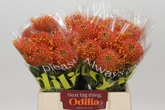 Leucospermum Gold Dust 40cm