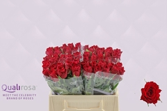 Rosa Madam Red 35cm