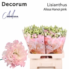 Eustoma Double Alissa Pink 70cm